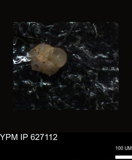 undet. Foraminiferida