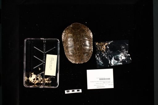 Chrysemys picta