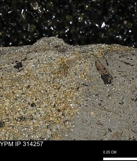 undet. Scaphopoda