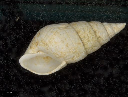 Odostomia impressa