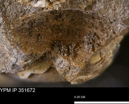 undet. Bivalvia