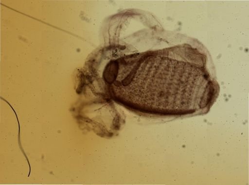 Triopsidae