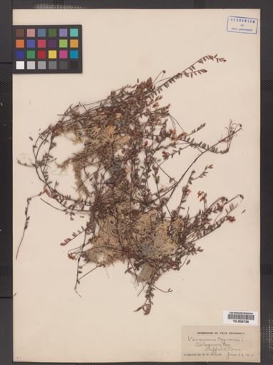 Vaccinium oxycoccos