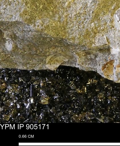 undet. Mollusca