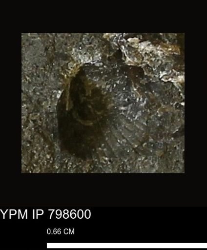 Oxytoma (Hypoxytoma) nebrascana