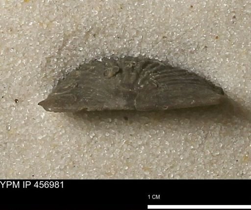 Stropheodonta sp.