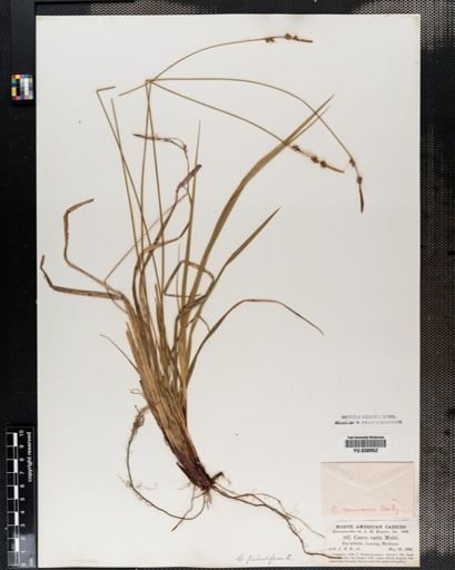 Carex communis