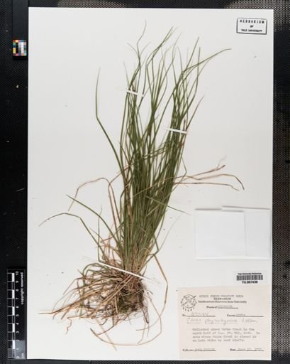 Plantae