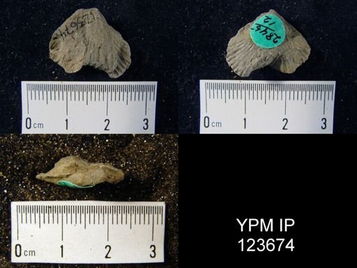 undet. Rhynchonellida