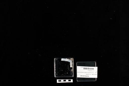 Acontias percivali