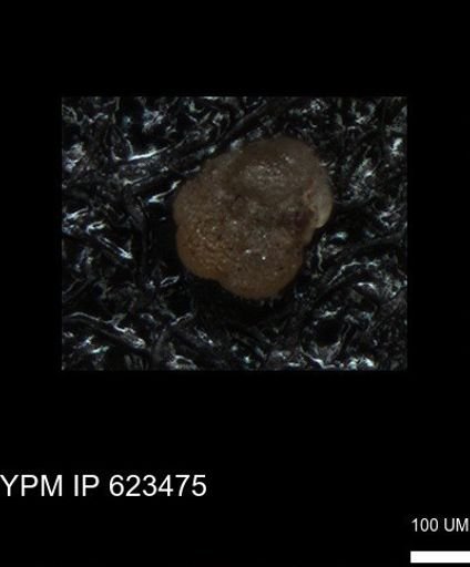undet. Foraminiferida