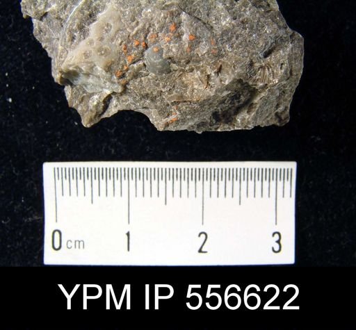 Pholidops oblata