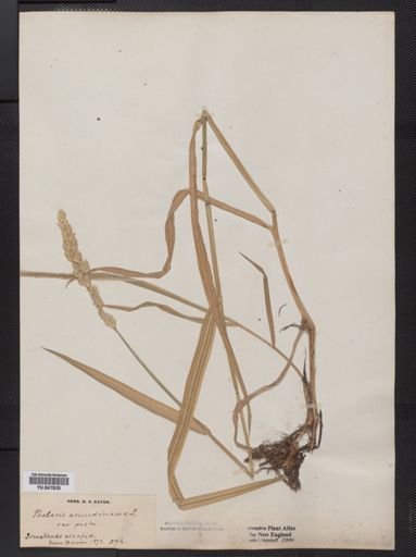 Phalaris arundinacea