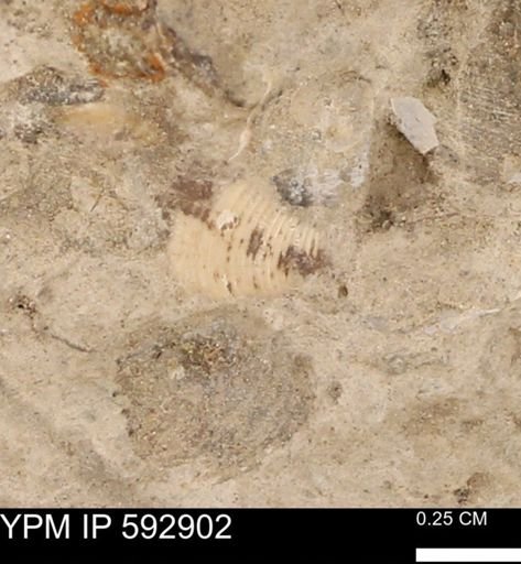 undet. Bivalvia