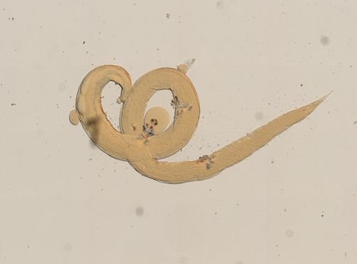 Rhabdias ranae
