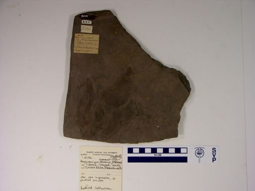 Anchisauripus dananus