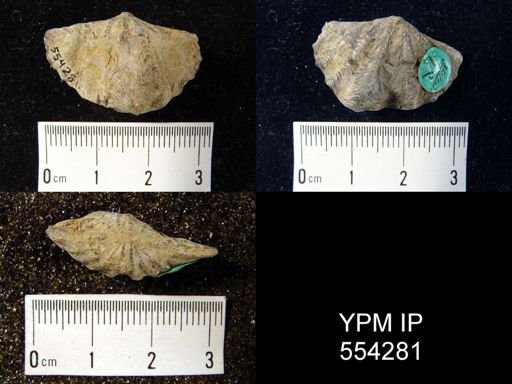 Megakozlowskiella perlamellosa