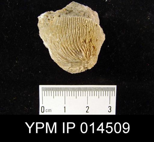 Zaphrenthis sp.