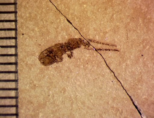 undet. Coleoptera