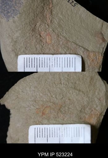 undet. Arthropoda
