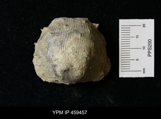 Linoproductus prattenianus