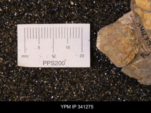 Inoceramus sp.
