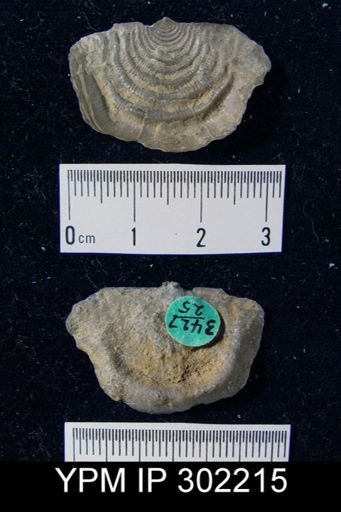 Leptaena sp.
