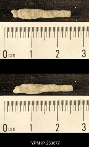 Archaeocidaris sp.