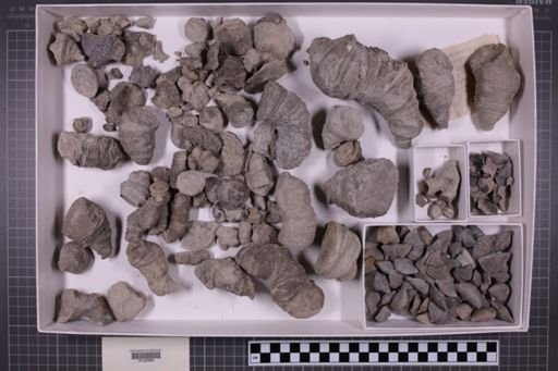 mixed taxa, stratigraphic collection
