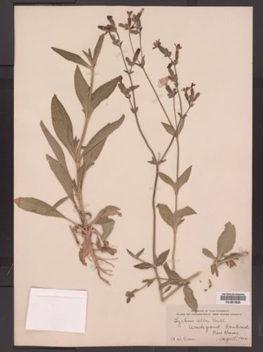 Lychnis alba