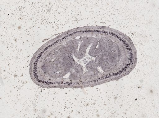 Lineus viridis