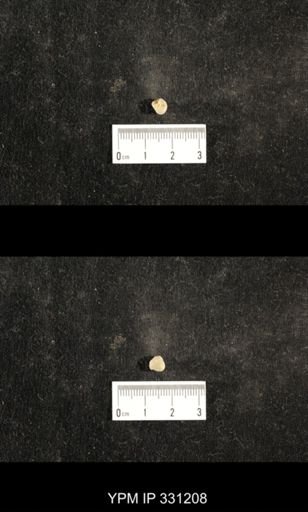 Euphemites sp.