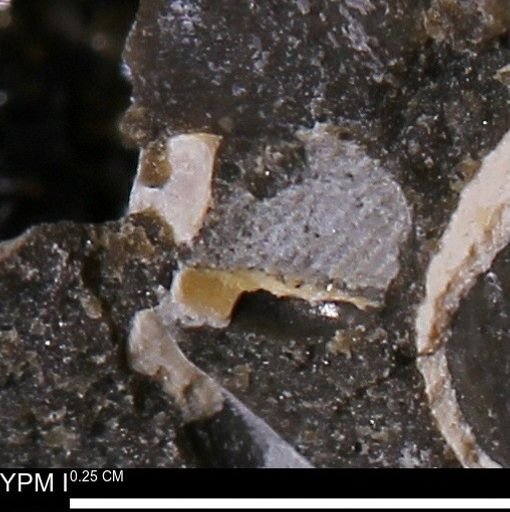 undet. Mollusca