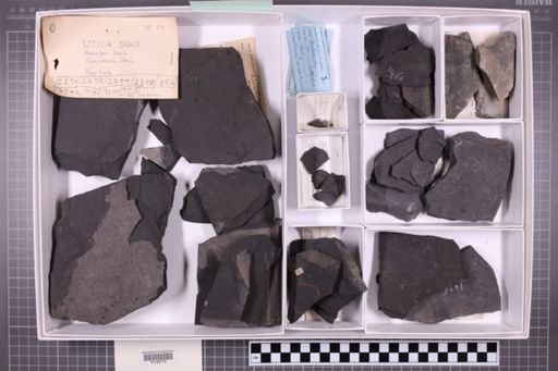 mixed taxa, stratigraphic collection