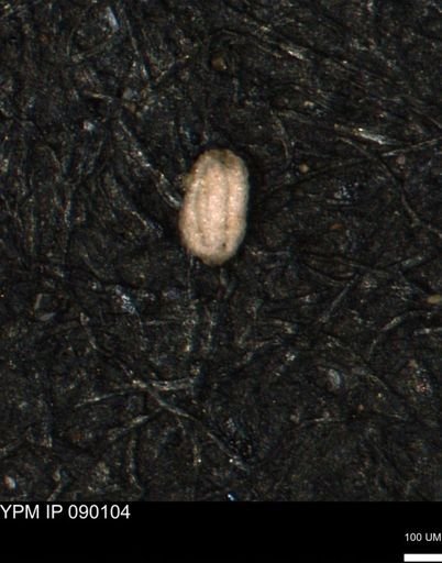 Miliammina ischnia