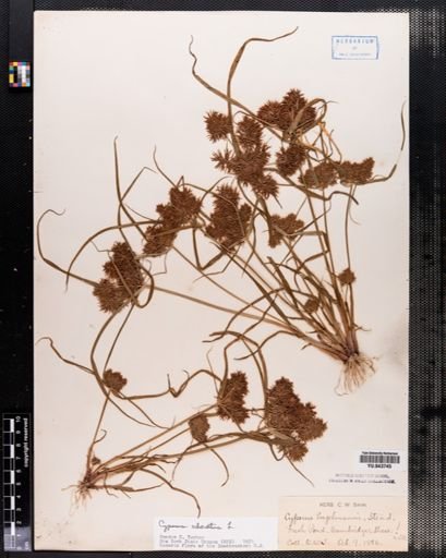 Cyperus odoratus