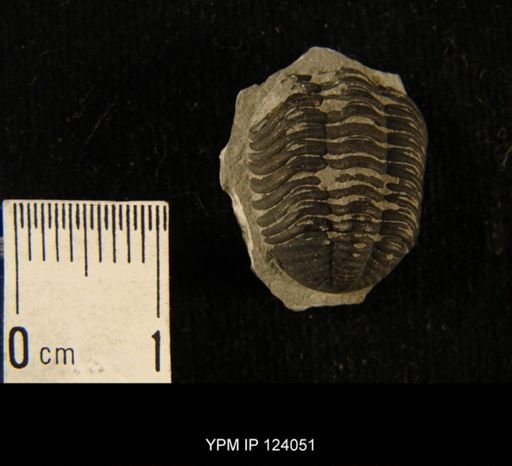 Phacops rana