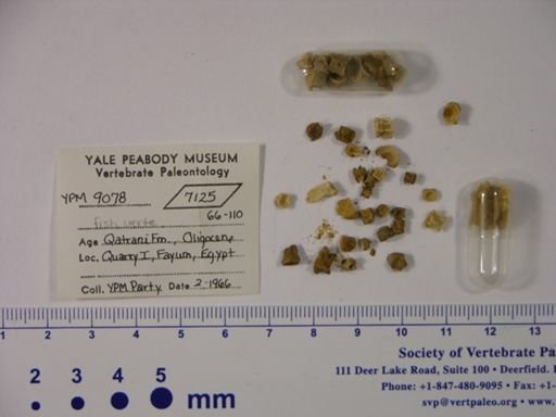 undet. Gnathostomata