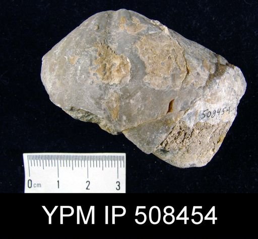 undet. Trigonitretidae