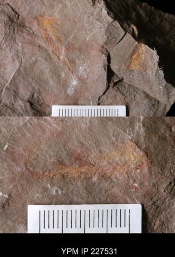 undet. Annelida