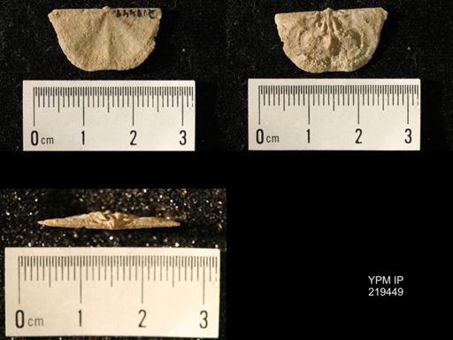 Chonetes granulifer