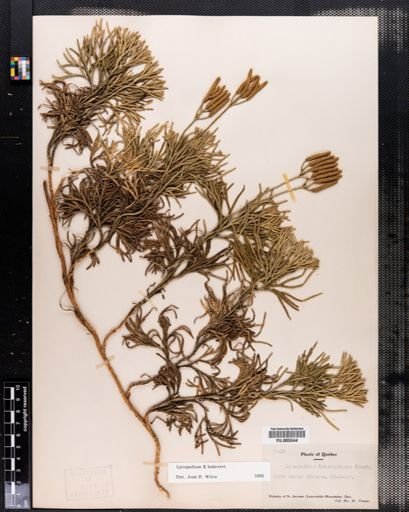 Lycopodium
