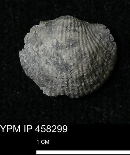 Chonetes mucronatus