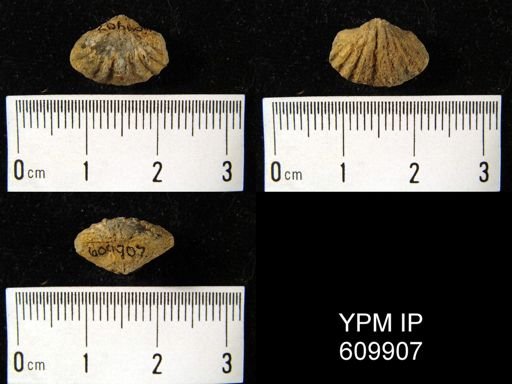 Spirifer cyclopterus?