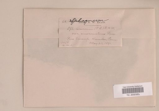 Sphagnum recurvum