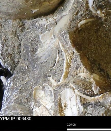 undet. Mollusca