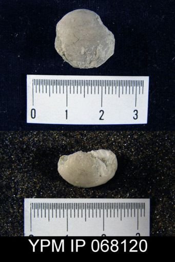 Dictyonella gibbosa