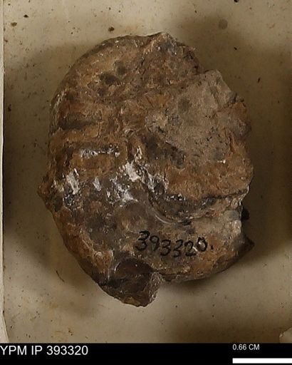 Scaphites sp.