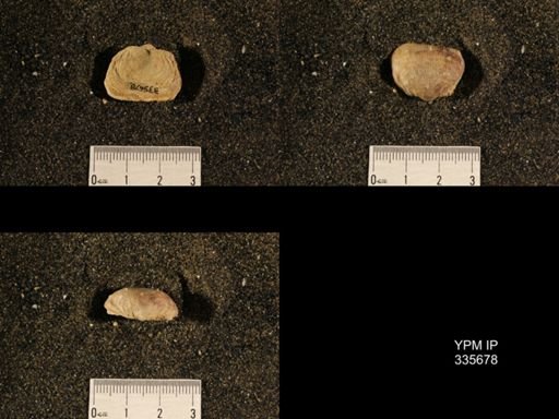 Linoproductus sp.