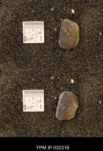 undet. Scaphitidae